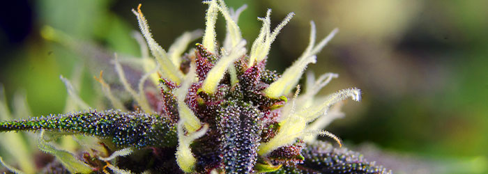 L CBD c'est quoi